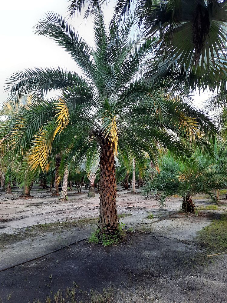 phoenix-sylvestris-sylvester-date-palm-silver-date-palm-wild-date-palm