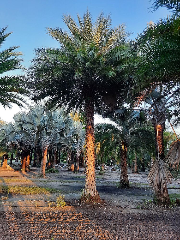 phoenix-sylvestris-sylvester-date-palm-silver-date-palm-wild-date-palm
