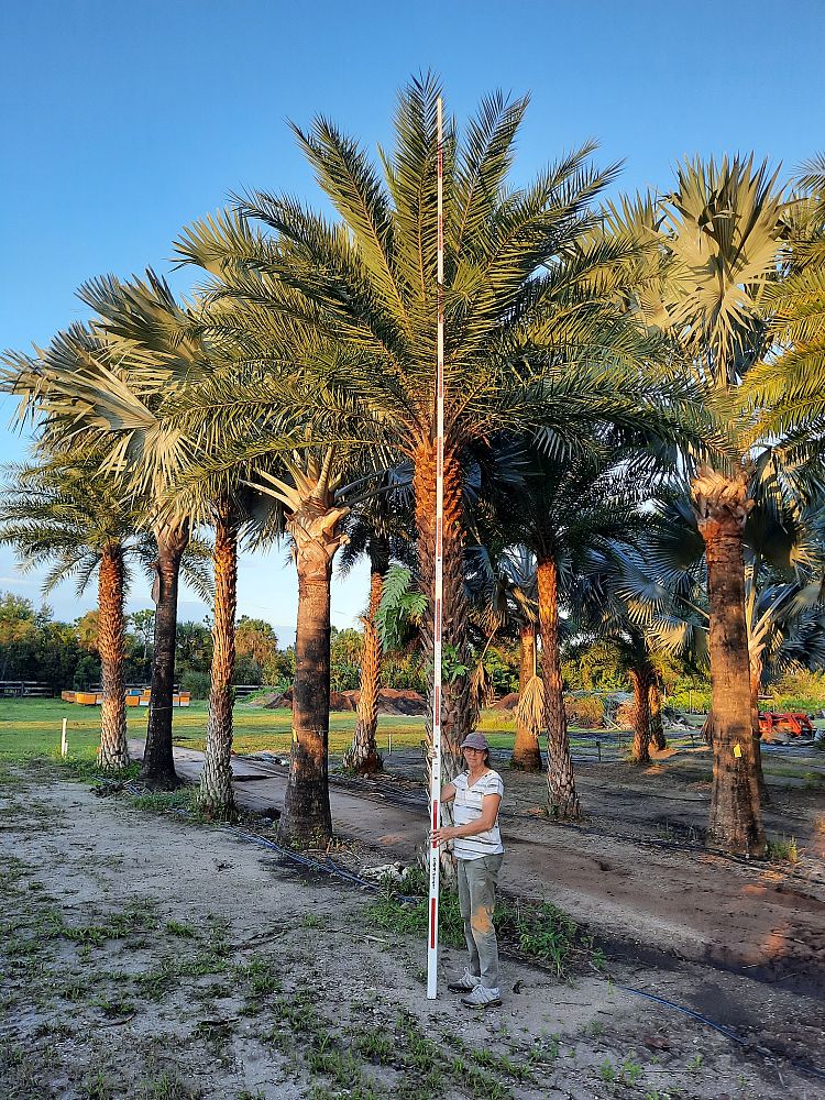 phoenix-sylvestris-sylvester-date-palm-silver-date-palm-wild-date-palm