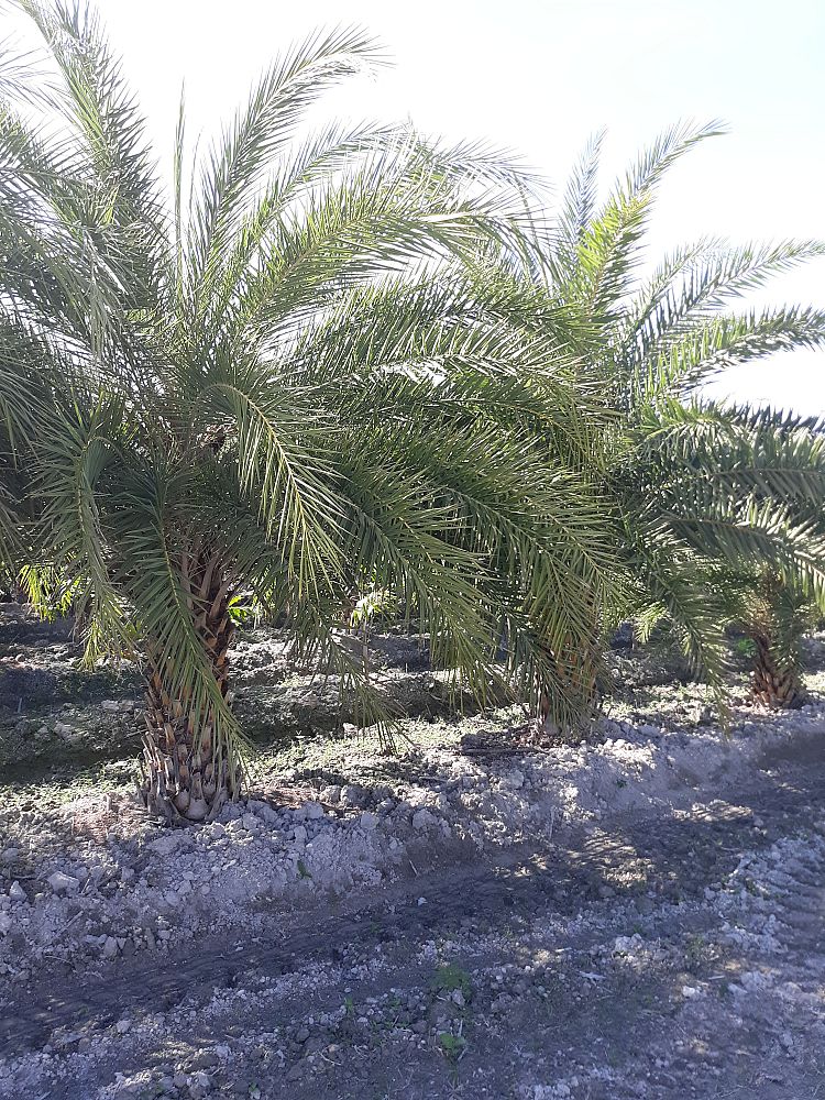 phoenix-sylvestris-sylvester-date-palm-silver-date-palm-wild-date-palm