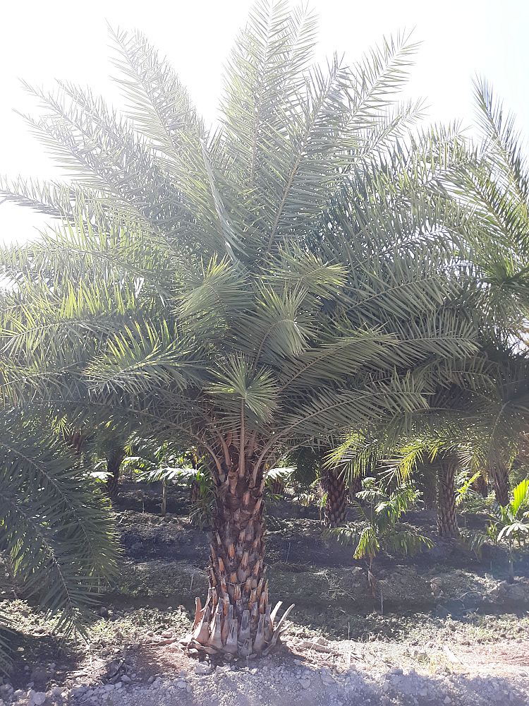 phoenix-sylvestris-sylvester-date-palm-silver-date-palm-wild-date-palm