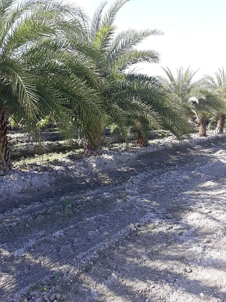 phoenix-sylvestris-sylvester-date-palm-silver-date-palm-wild-date-palm