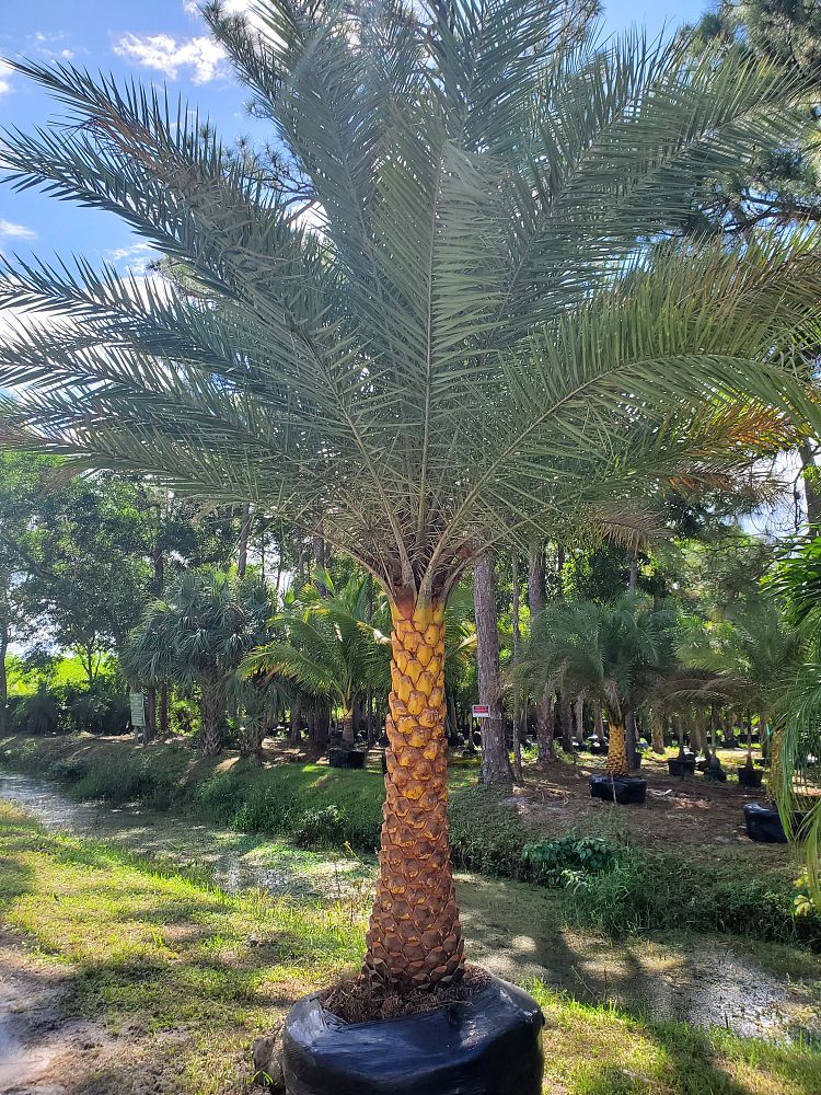 phoenix-sylvestris-sylvester-date-palm-silver-date-palm-wild-date-palm