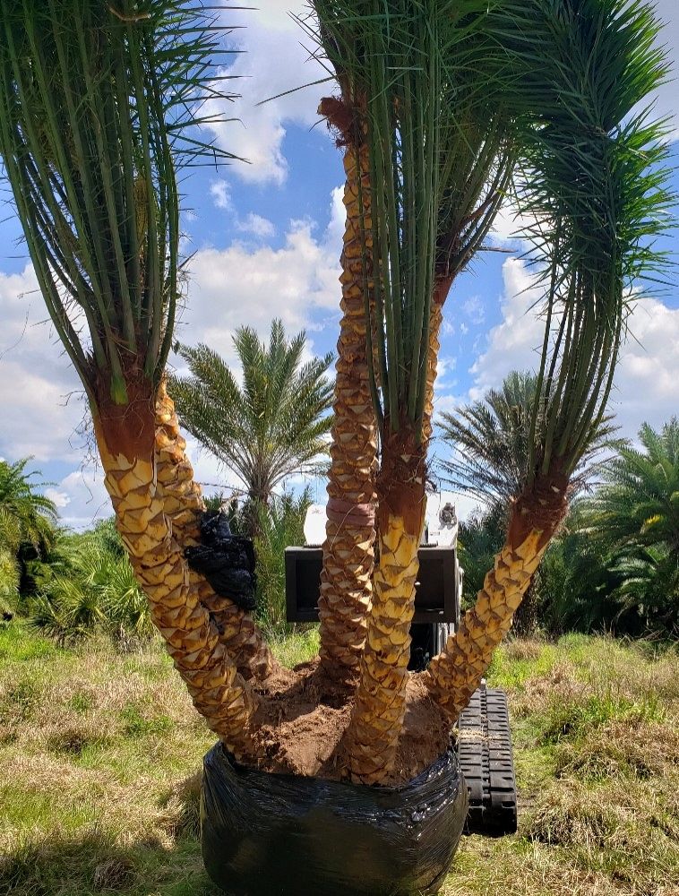 phoenix-sylvestris-sylvester-date-palm-silver-date-palm-wild-date-palm