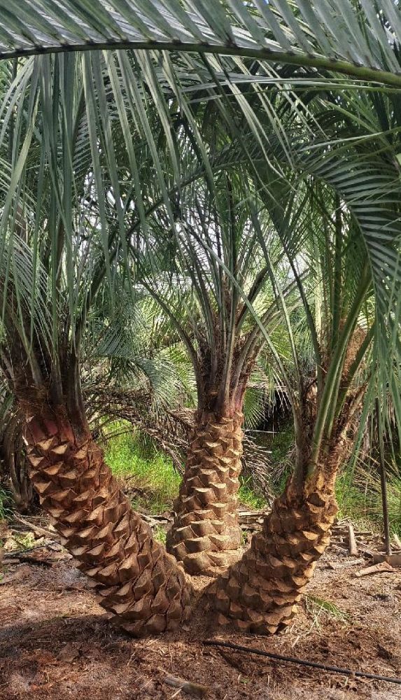 phoenix-sylvestris-sylvester-date-palm-silver-date-palm-wild-date-palm