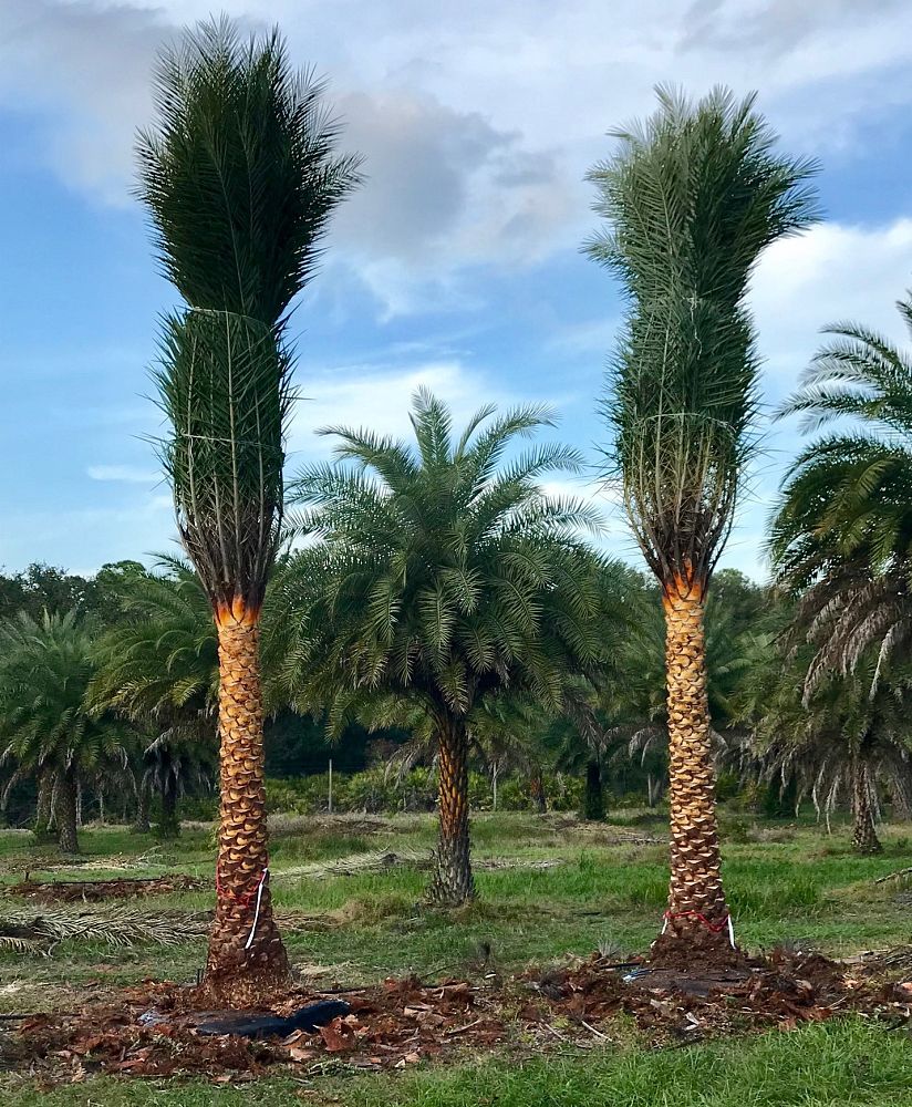 phoenix-sylvestris-sylvester-date-palm-silver-date-palm-wild-date-palm