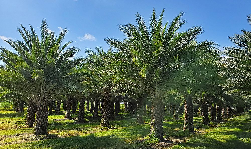 phoenix-sylvestris-sylvester-date-palm-silver-date-palm-wild-date-palm
