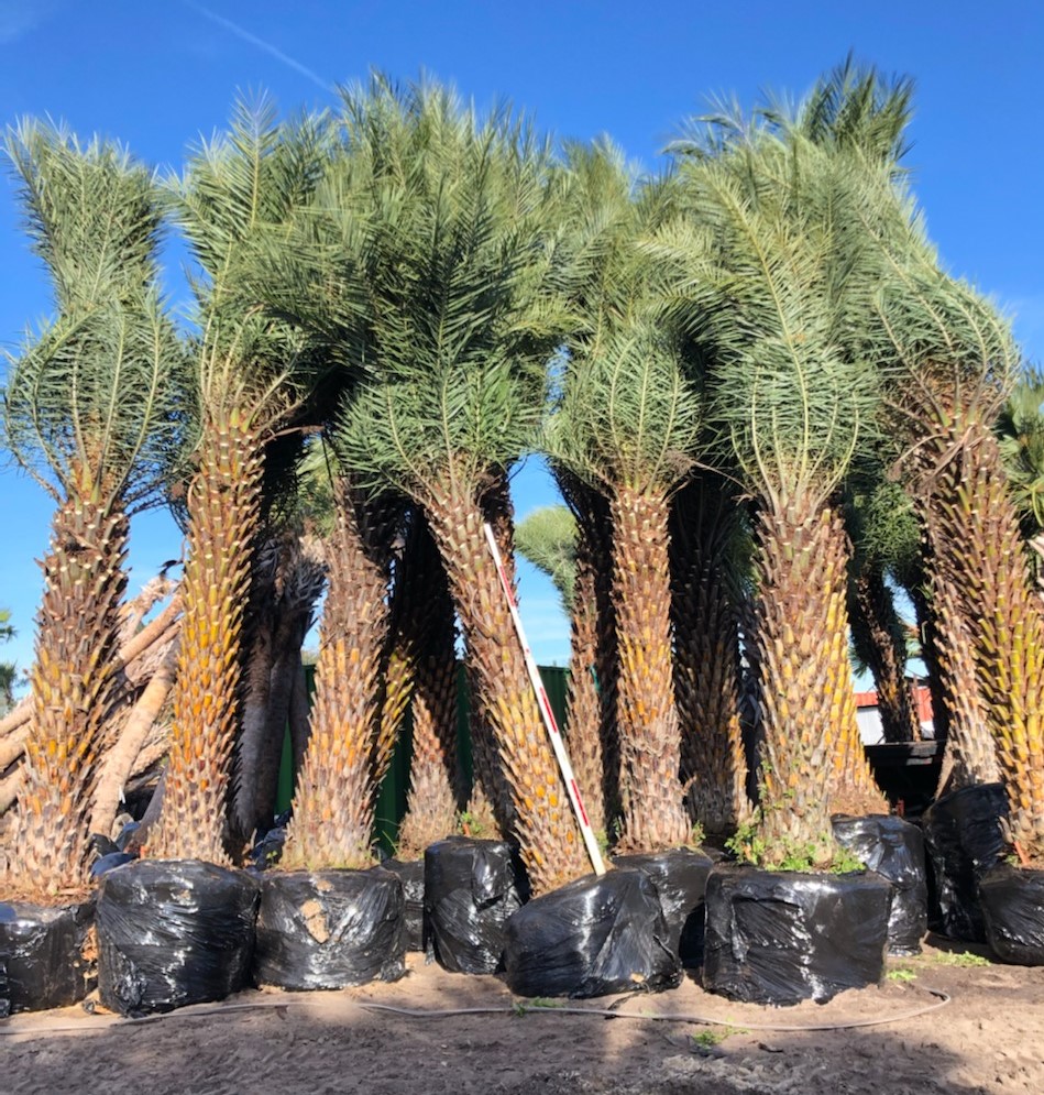 phoenix-sylvestris-sylvester-date-palm-silver-date-palm-wild-date-palm
