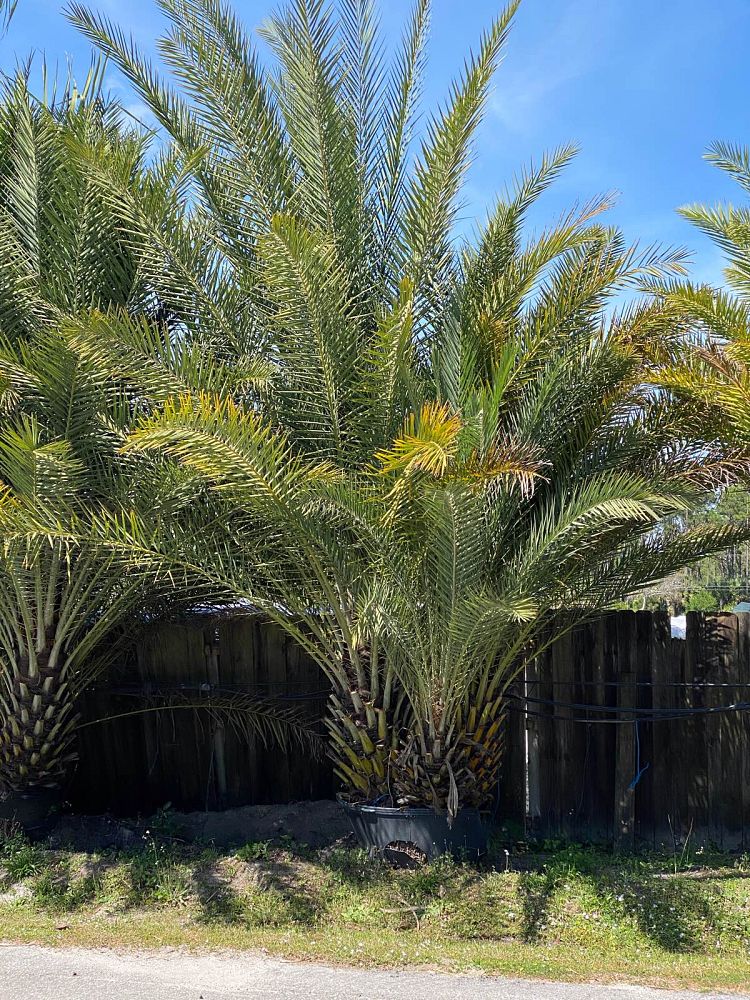 phoenix-sylvestris-sylvester-date-palm-silver-date-palm-wild-date-palm
