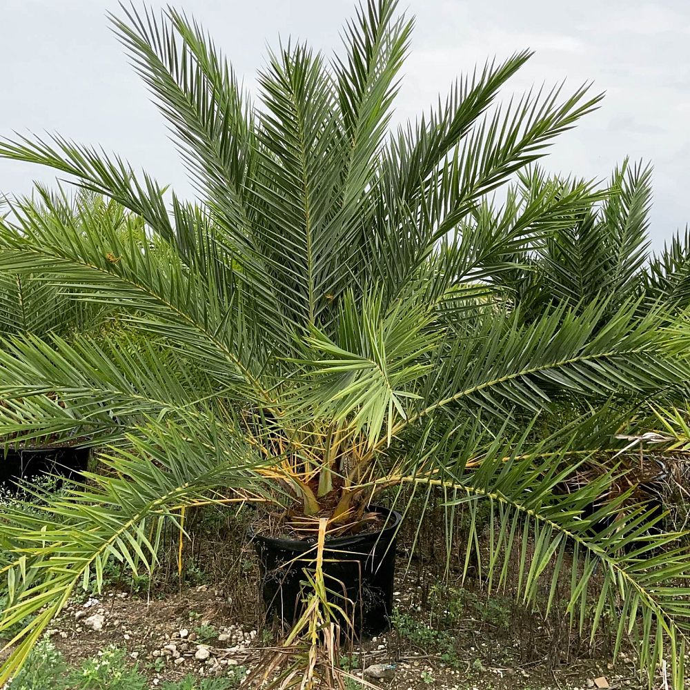 phoenix-sylvestris-sylvester-date-palm-silver-date-palm-wild-date-palm