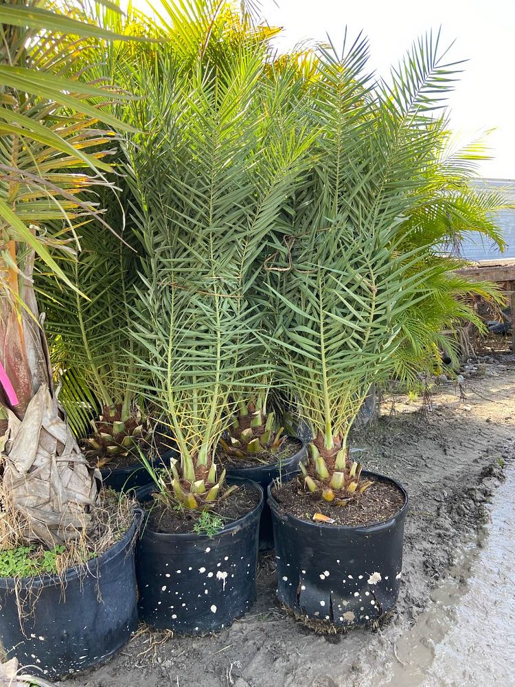 phoenix-sylvestris-sylvester-date-palm-silver-date-palm-wild-date-palm