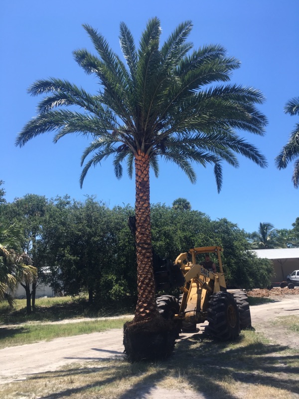 phoenix-sylvestris-sylvester-date-palm-silver-date-palm-wild-date-palm