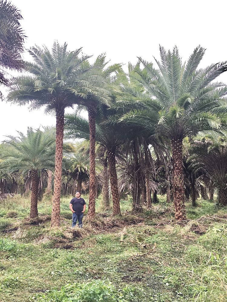 phoenix-sylvestris-sylvester-date-palm-silver-date-palm-wild-date-palm