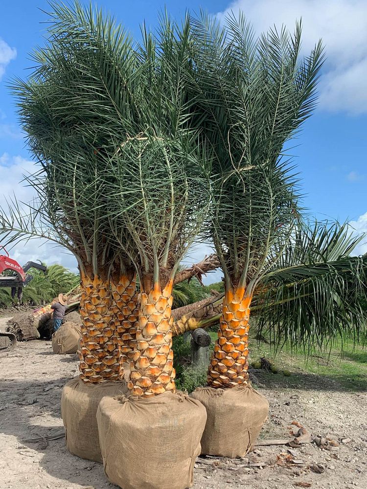 phoenix-sylvestris-sylvester-date-palm-silver-date-palm-wild-date-palm