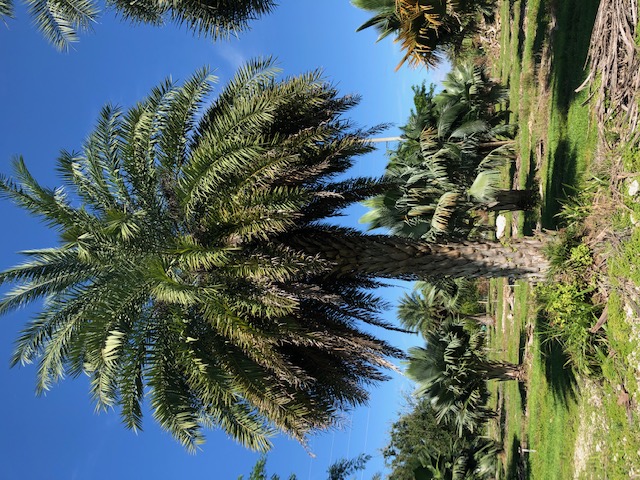 phoenix-sylvestris-sylvester-date-palm-silver-date-palm-wild-date-palm