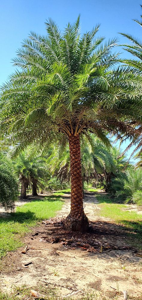 phoenix-sylvestris-sylvester-date-palm-silver-date-palm-wild-date-palm