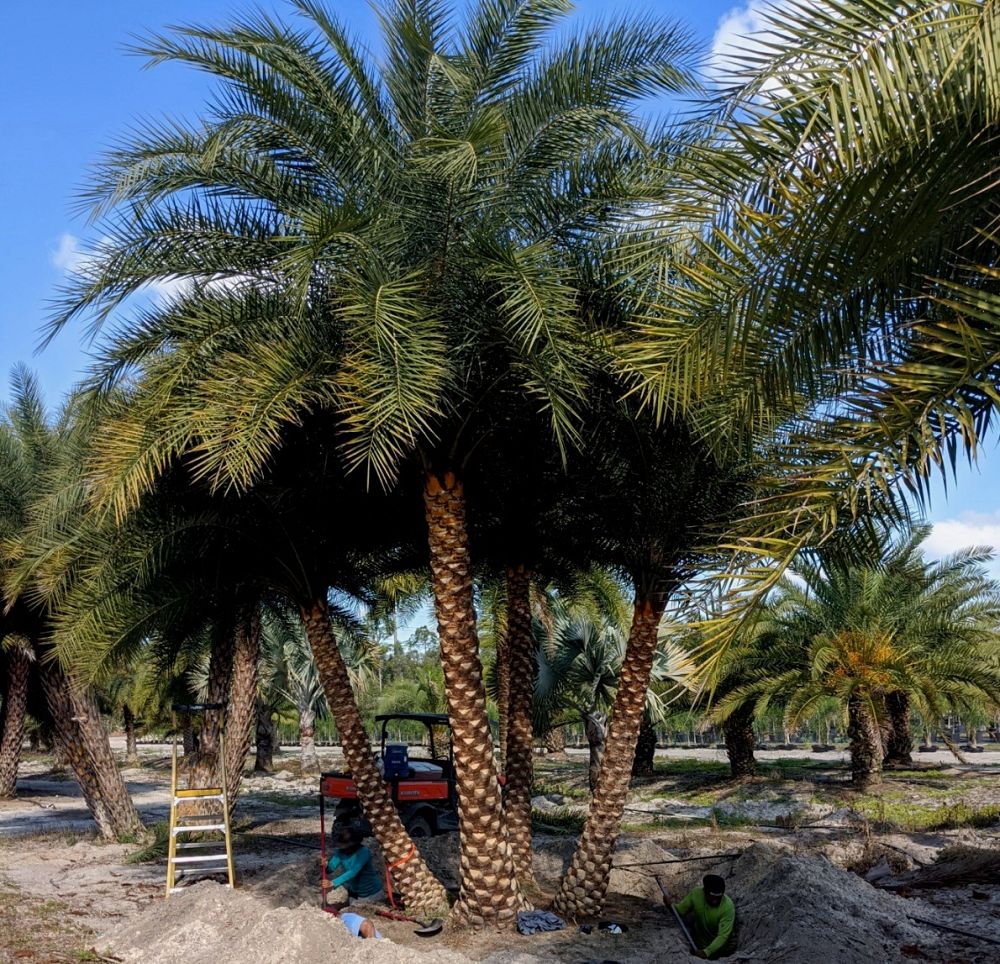 phoenix-sylvestris-sylvester-date-palm-silver-date-palm-wild-date-palm