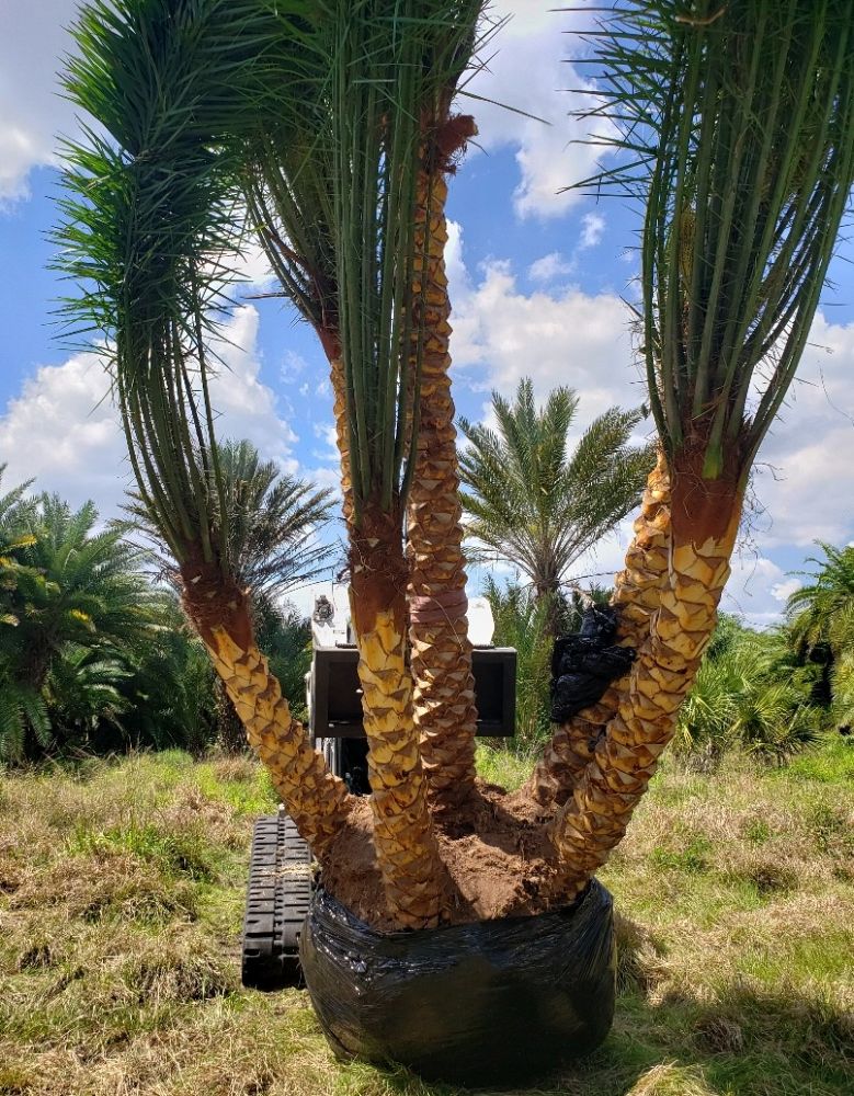 phoenix-sylvestris-sylvester-date-palm-silver-date-palm-wild-date-palm
