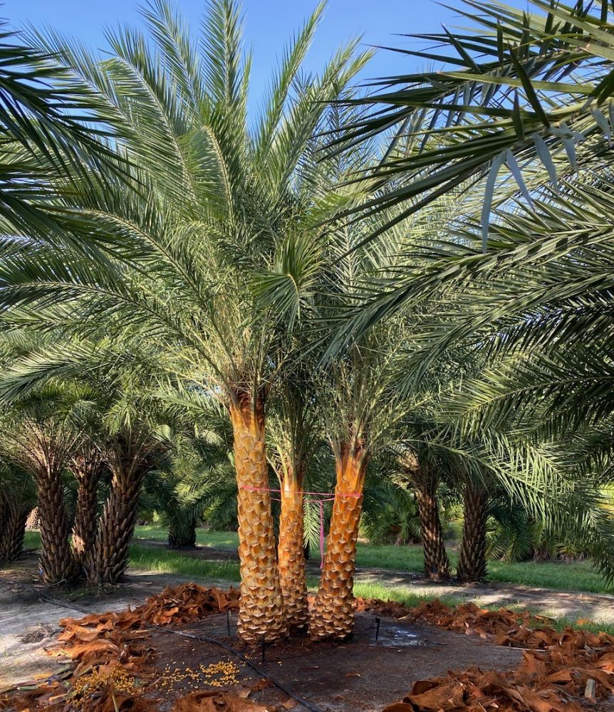 phoenix-sylvestris-sylvester-date-palm-silver-date-palm-wild-date-palm