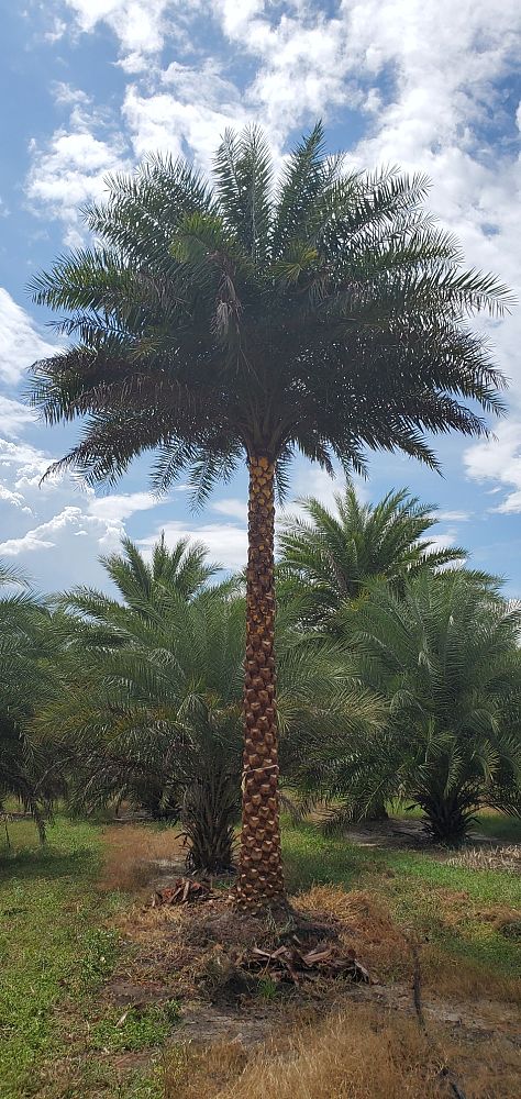 phoenix-sylvestris-sylvester-date-palm-silver-date-palm-wild-date-palm