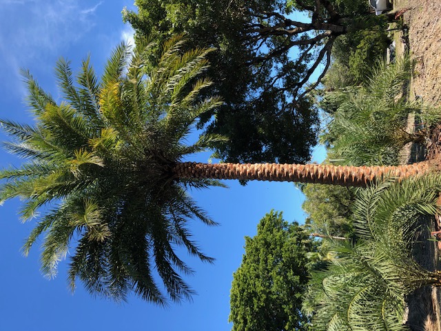 phoenix-sylvestris-sylvester-date-palm-silver-date-palm-wild-date-palm