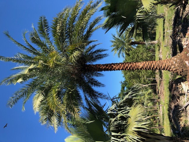 phoenix-sylvestris-sylvester-date-palm-silver-date-palm-wild-date-palm