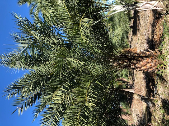 phoenix-sylvestris-sylvester-date-palm-silver-date-palm-wild-date-palm