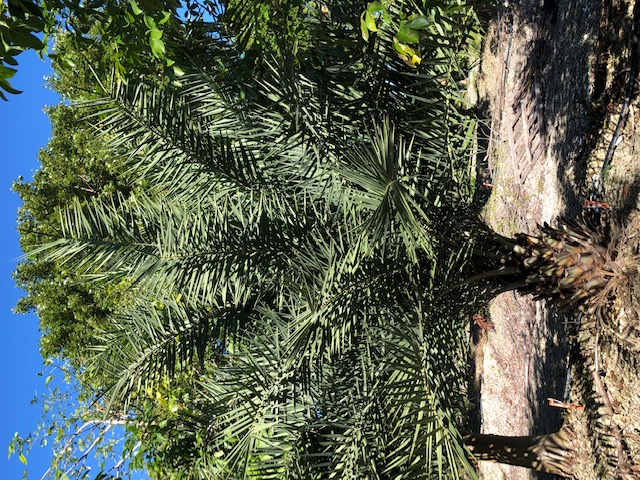 phoenix-sylvestris-sylvester-date-palm-silver-date-palm-wild-date-palm