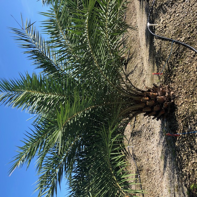 phoenix-sylvestris-sylvester-date-palm-silver-date-palm-wild-date-palm