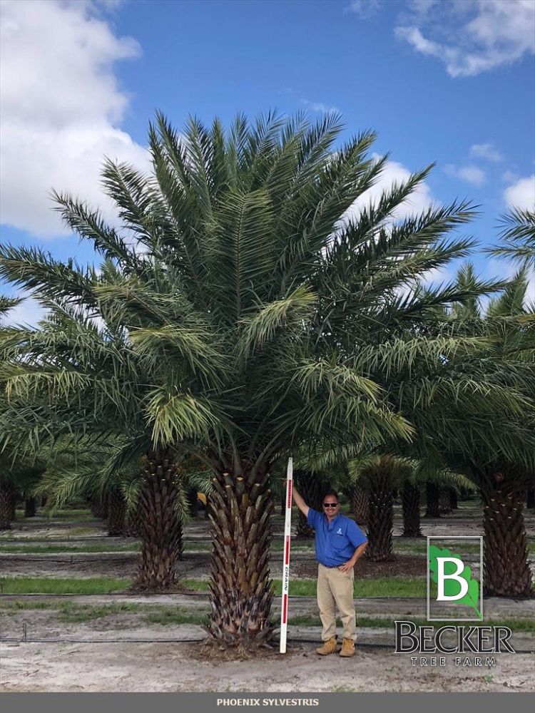 phoenix-sylvestris-sylvester-date-palm-silver-date-palm-wild-date-palm