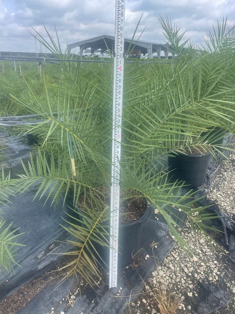phoenix-sylvestris-sylvester-date-palm-silver-date-palm-wild-date-palm