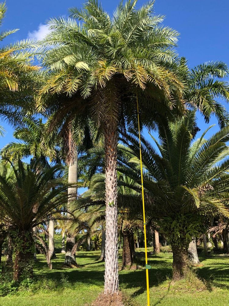 phoenix-sylvestris-sylvester-date-palm-silver-date-palm-wild-date-palm