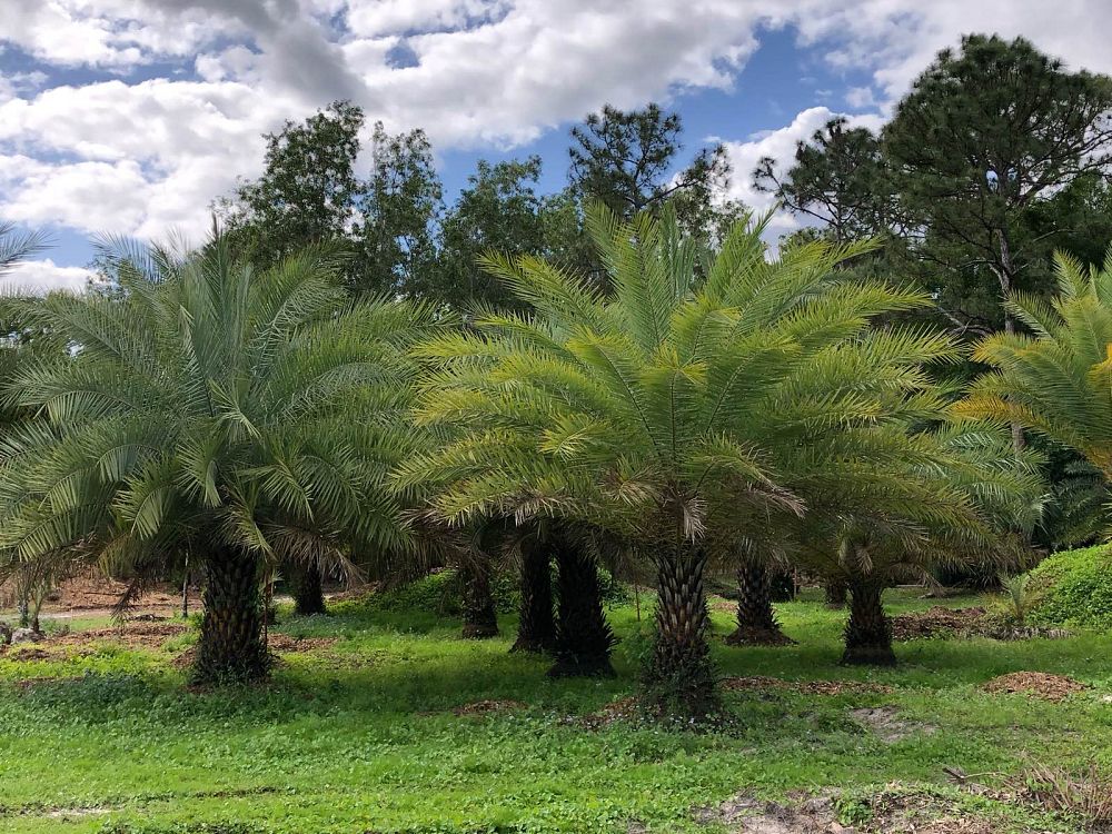 phoenix-sylvestris-sylvester-date-palm-silver-date-palm-wild-date-palm