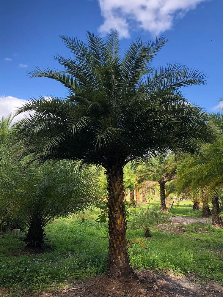 phoenix-sylvestris-sylvester-date-palm-silver-date-palm-wild-date-palm