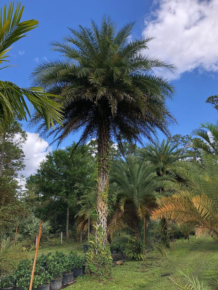 phoenix-sylvestris-sylvester-date-palm-silver-date-palm-wild-date-palm