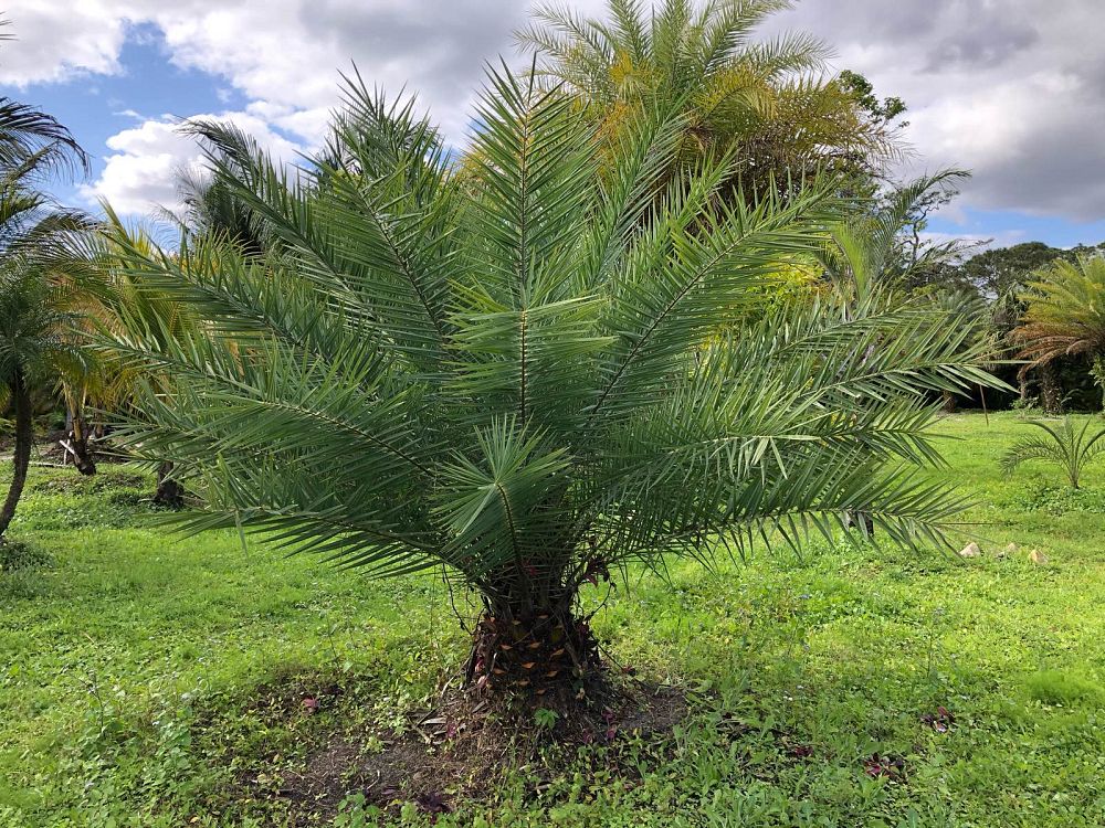 phoenix-sylvestris-sylvester-date-palm-silver-date-palm-wild-date-palm
