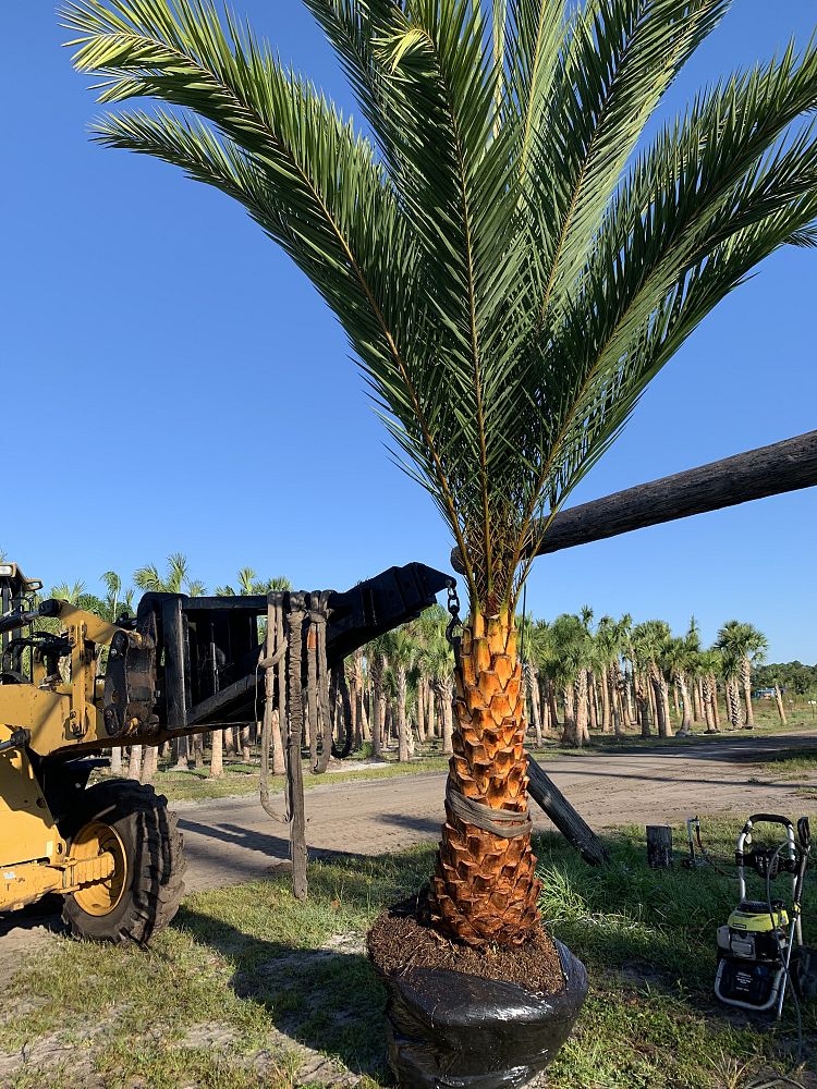 phoenix-sylvestris-sylvester-date-palm-silver-date-palm-wild-date-palm
