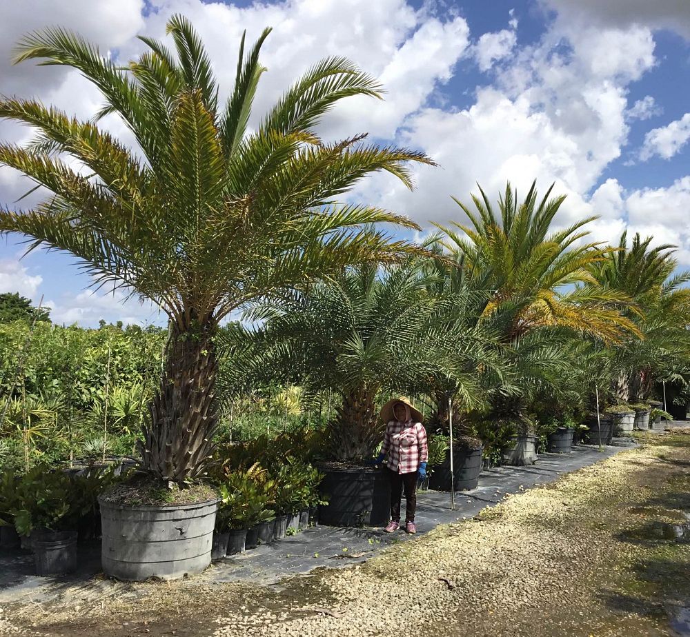 phoenix-sylvestris-sylvester-date-palm-silver-date-palm-wild-date-palm