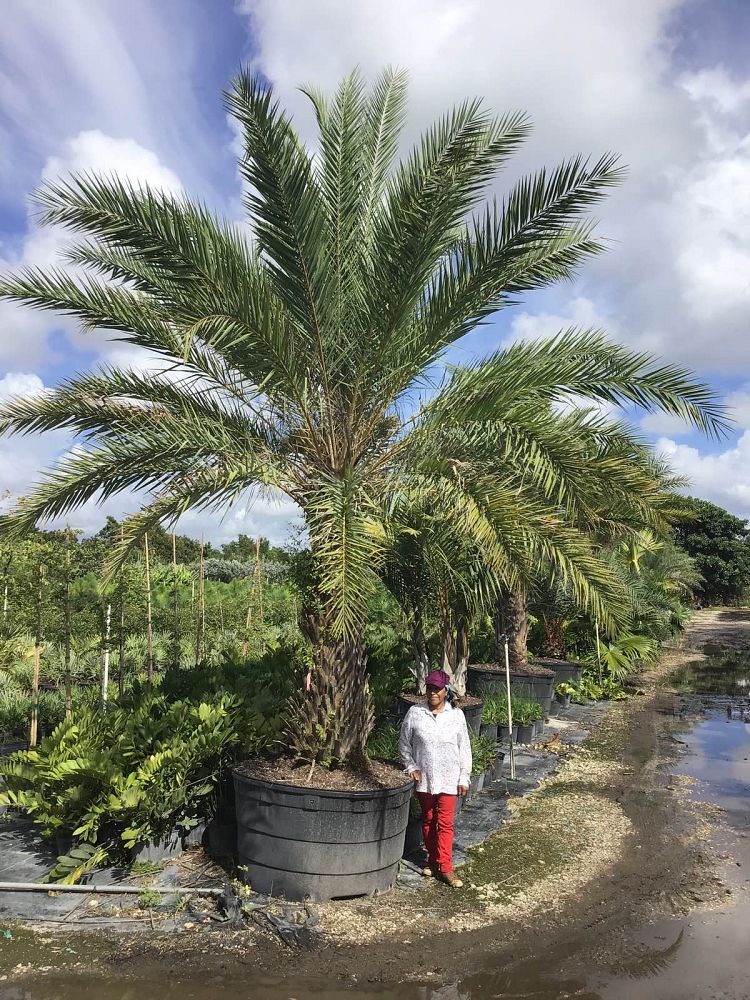 phoenix-sylvestris-sylvester-date-palm-silver-date-palm-wild-date-palm