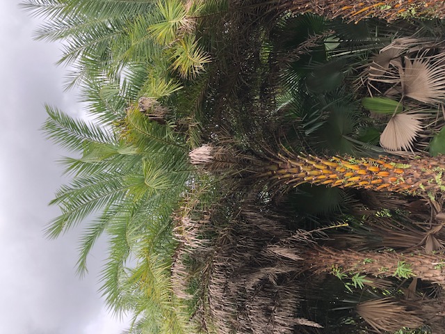 phoenix-sylvestris-sylvester-date-palm-silver-date-palm-wild-date-palm