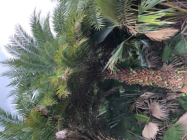 phoenix-sylvestris-sylvester-date-palm-silver-date-palm-wild-date-palm