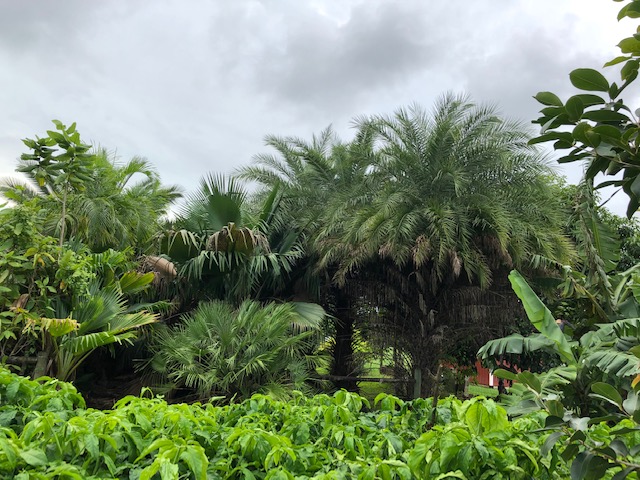 phoenix-sylvestris-sylvester-date-palm-silver-date-palm-wild-date-palm