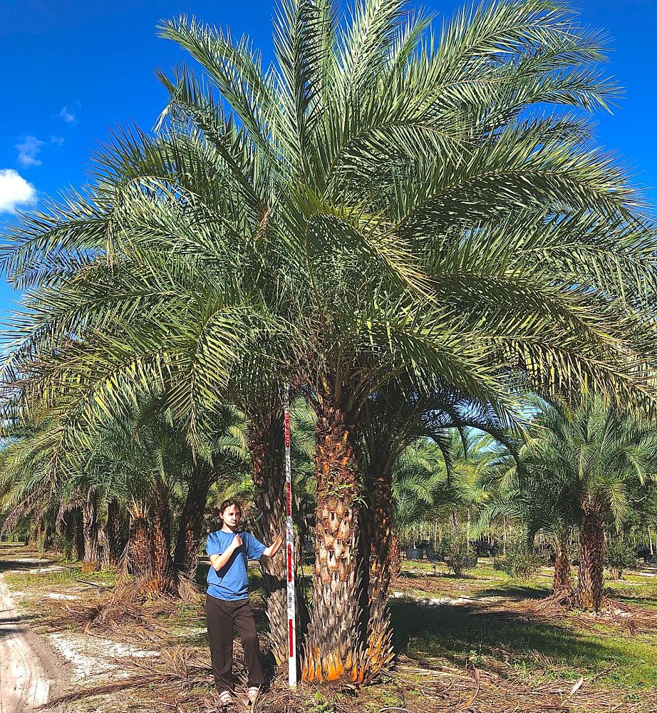 phoenix-sylvestris-sylvester-date-palm-silver-date-palm-wild-date-palm