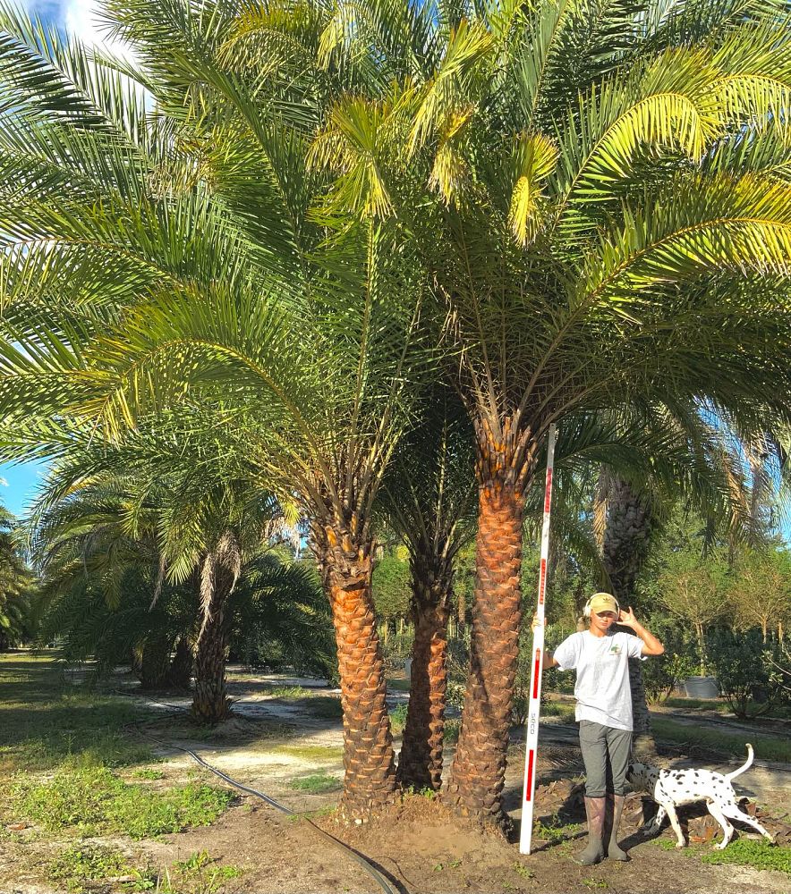 phoenix-sylvestris-sylvester-date-palm-silver-date-palm-wild-date-palm