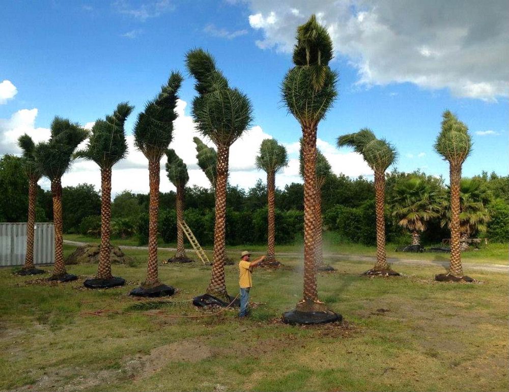 phoenix-sylvestris-sylvester-date-palm-silver-date-palm-wild-date-palm