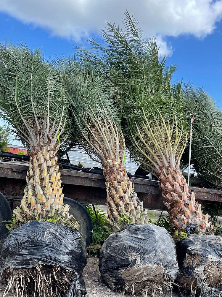 phoenix-sylvestris-sylvester-date-palm-silver-date-palm-wild-date-palm