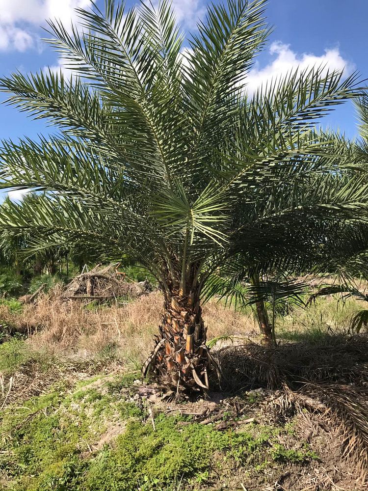 phoenix-sylvestris-sylvester-date-palm-silver-date-palm-wild-date-palm