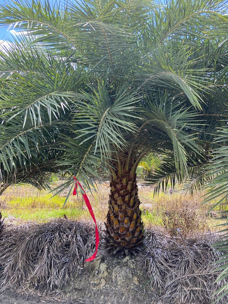 phoenix-sylvestris-sylvester-date-palm-silver-date-palm-wild-date-palm