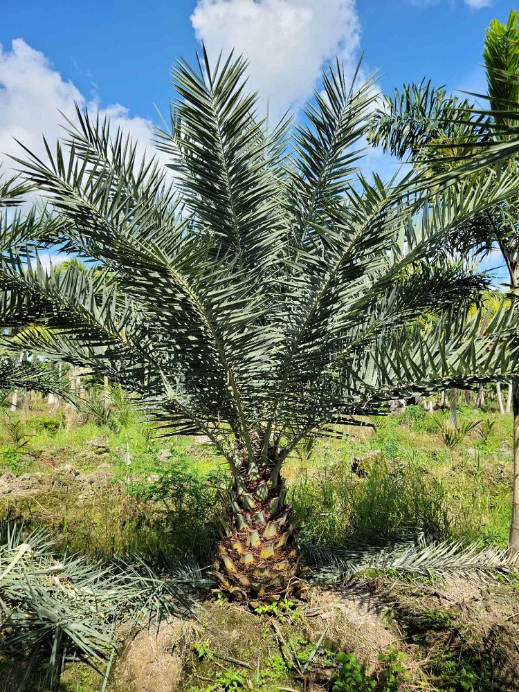 phoenix-sylvestris-sylvester-date-palm-silver-date-palm-wild-date-palm