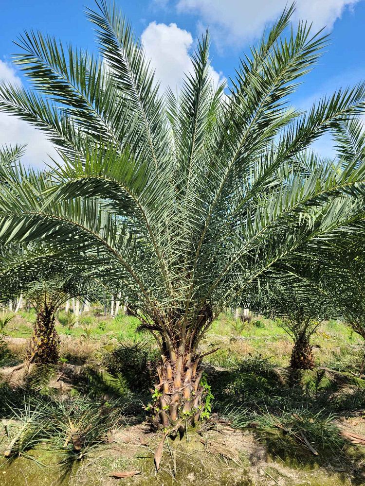 phoenix-sylvestris-sylvester-date-palm-silver-date-palm-wild-date-palm